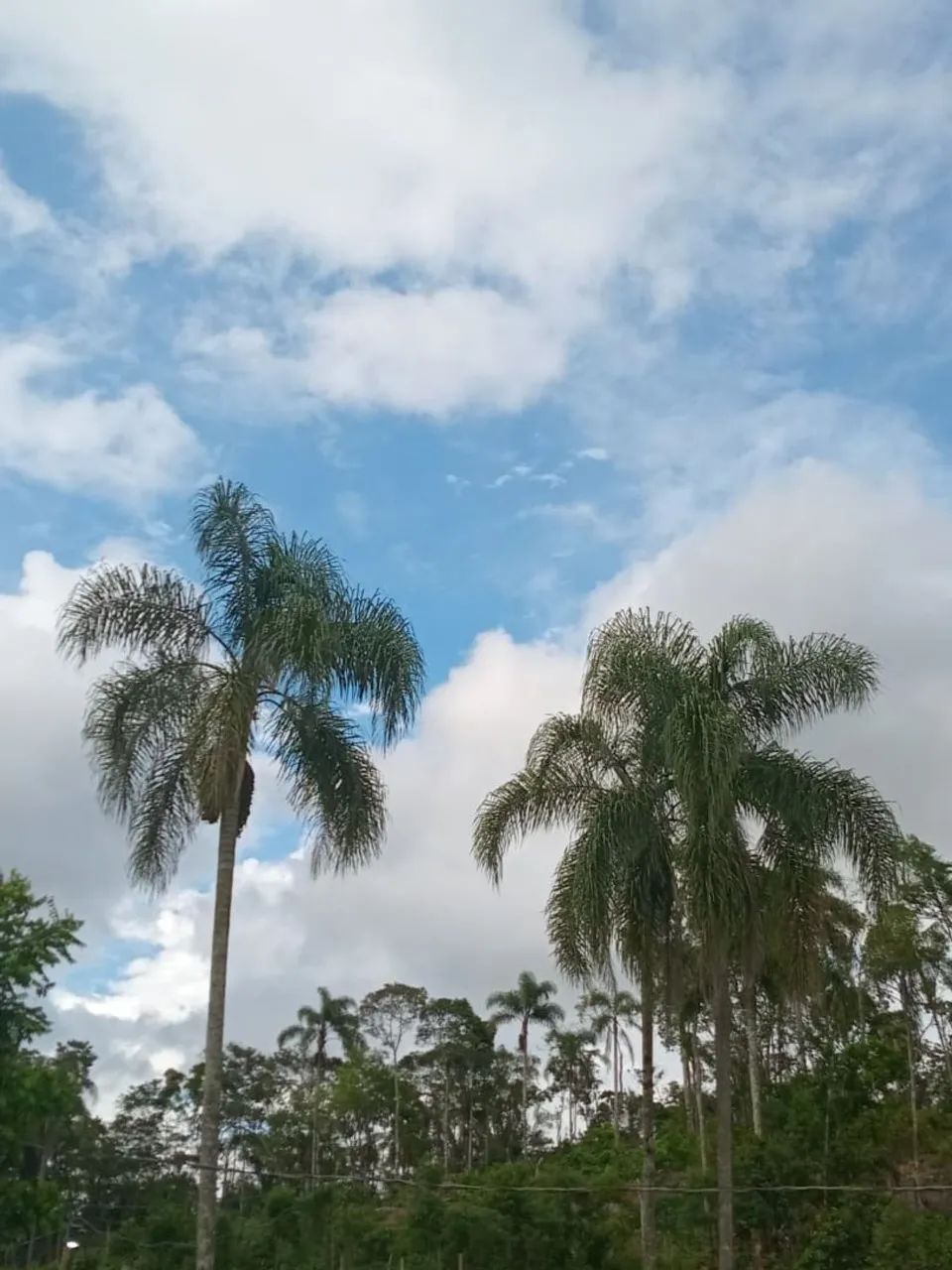 Foto - São Paulo - Recanto Campo Belo