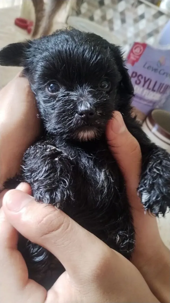 Filhote de poodle misturado com York