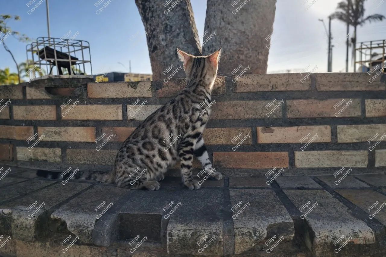 Gata Bengal - Bengal Cat Fêmea - Bengal  - Foto 2