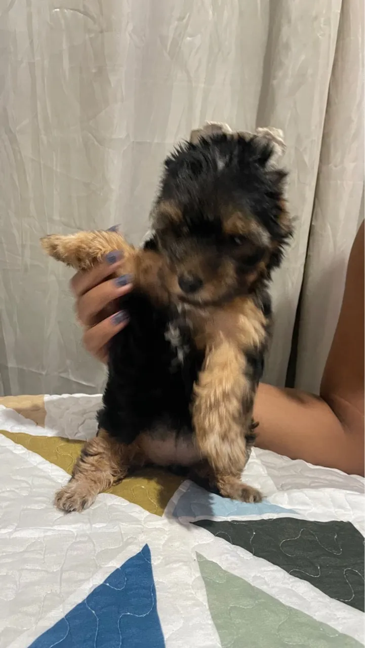 Filhote de Yorkshire Terrier adorável e fofo