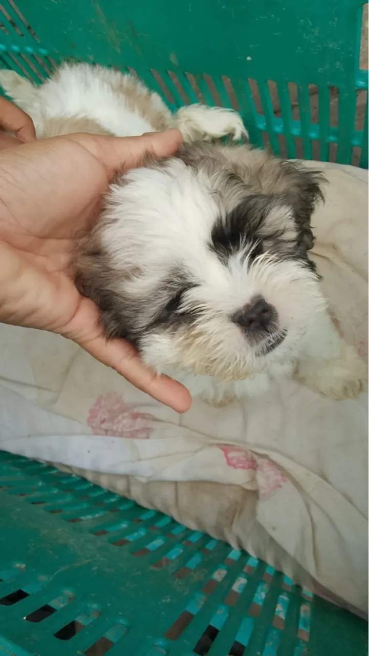 Filhões de lhasa