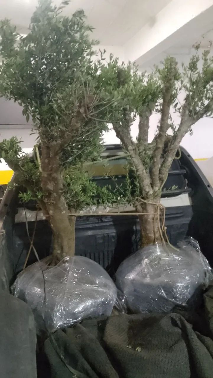 Oliveiras 40 anos Ornamentais para Decoração  - Foto 2