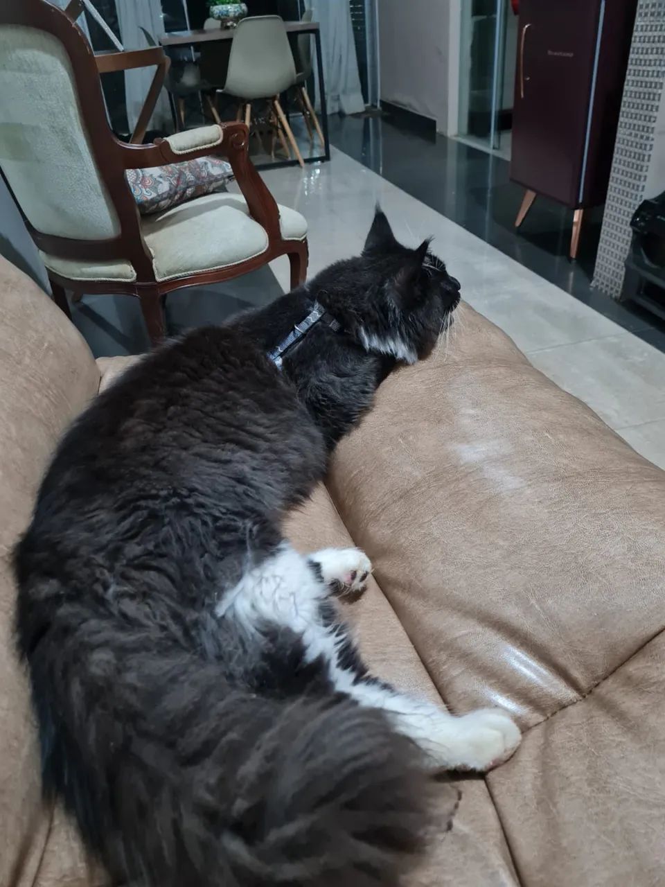 Gatos Maine Coon - Foto 4