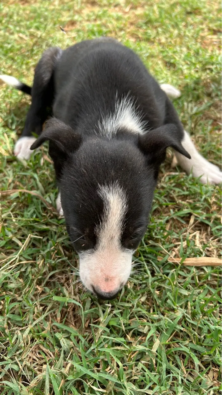 Filhote Border Collie à venda