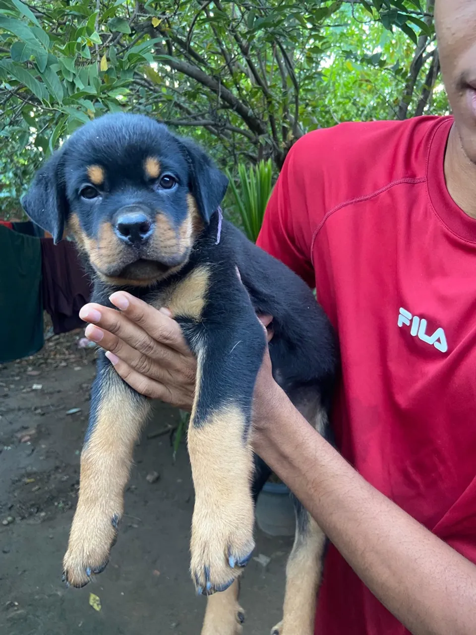 Filhote Rottweiler