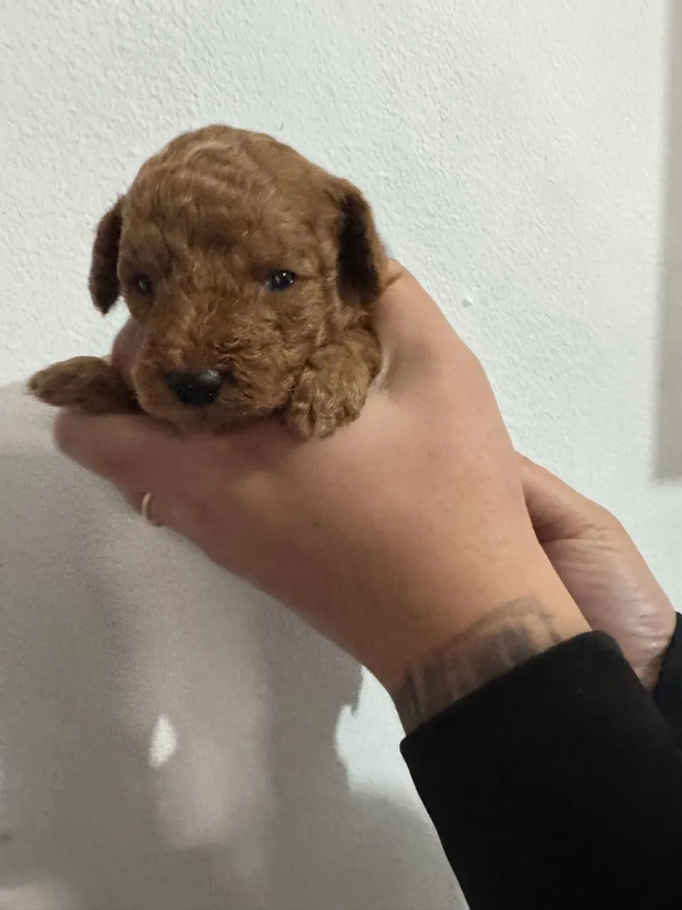 Poodle Micro Toy ( Red Macho )