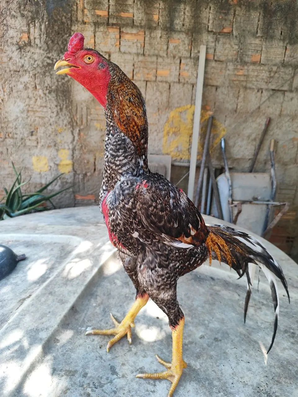 Vendo raça Índio  - Foto 5