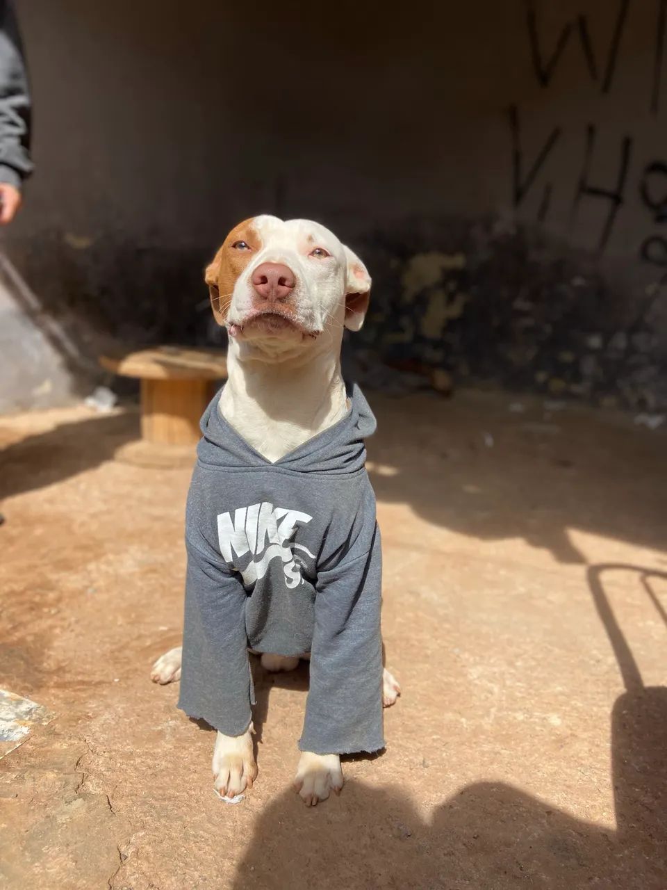 Doação  - Foto 4