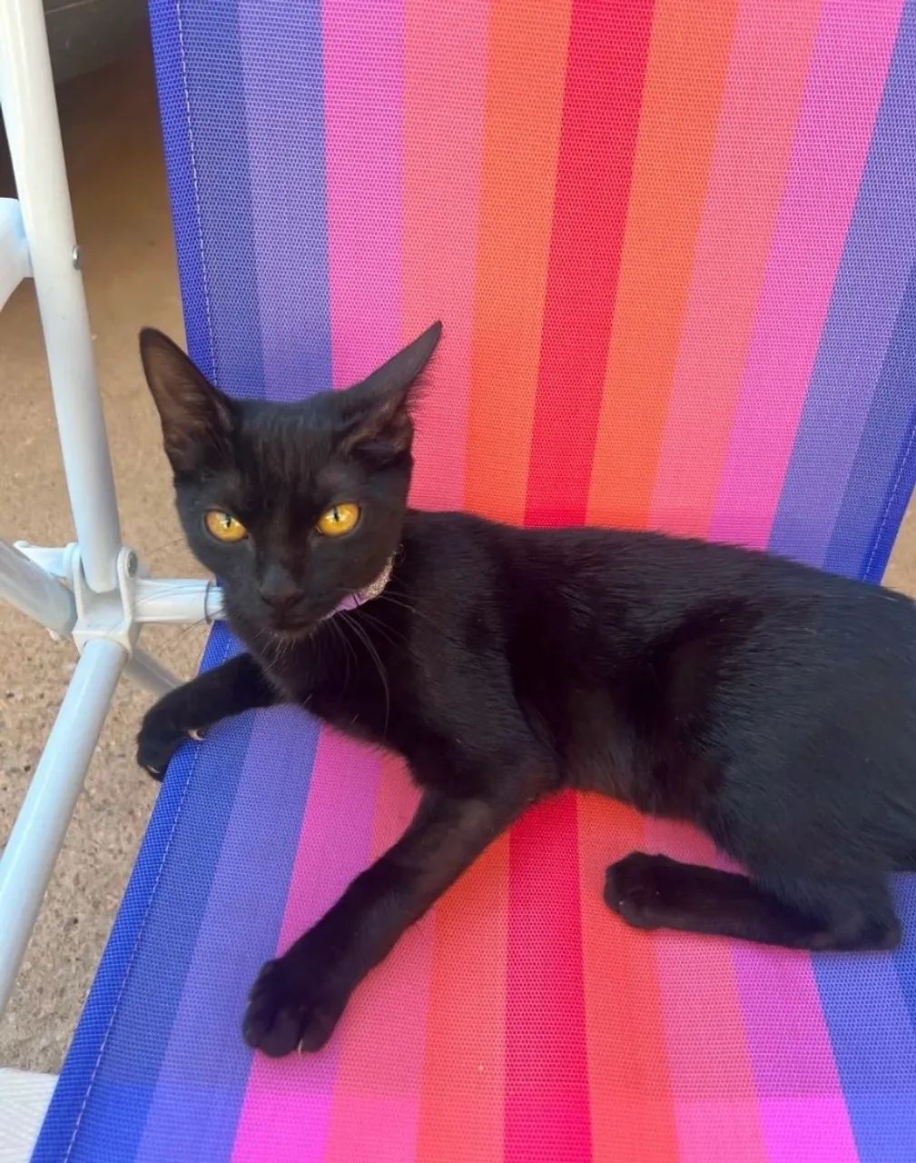 Doa-se gata  - Foto 2