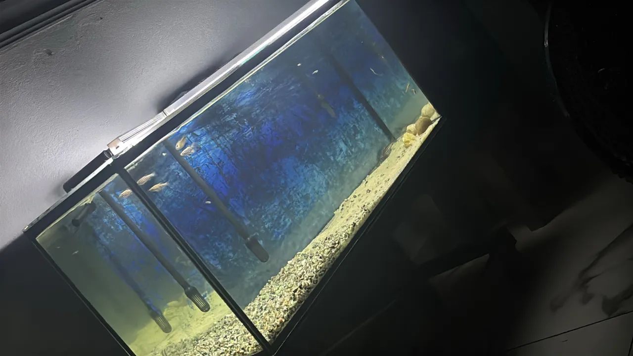 Aquário 120l