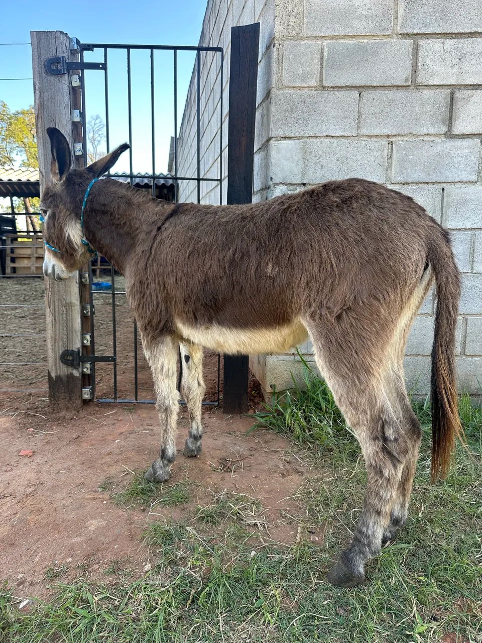 Jumenta à venda  - Foto 2