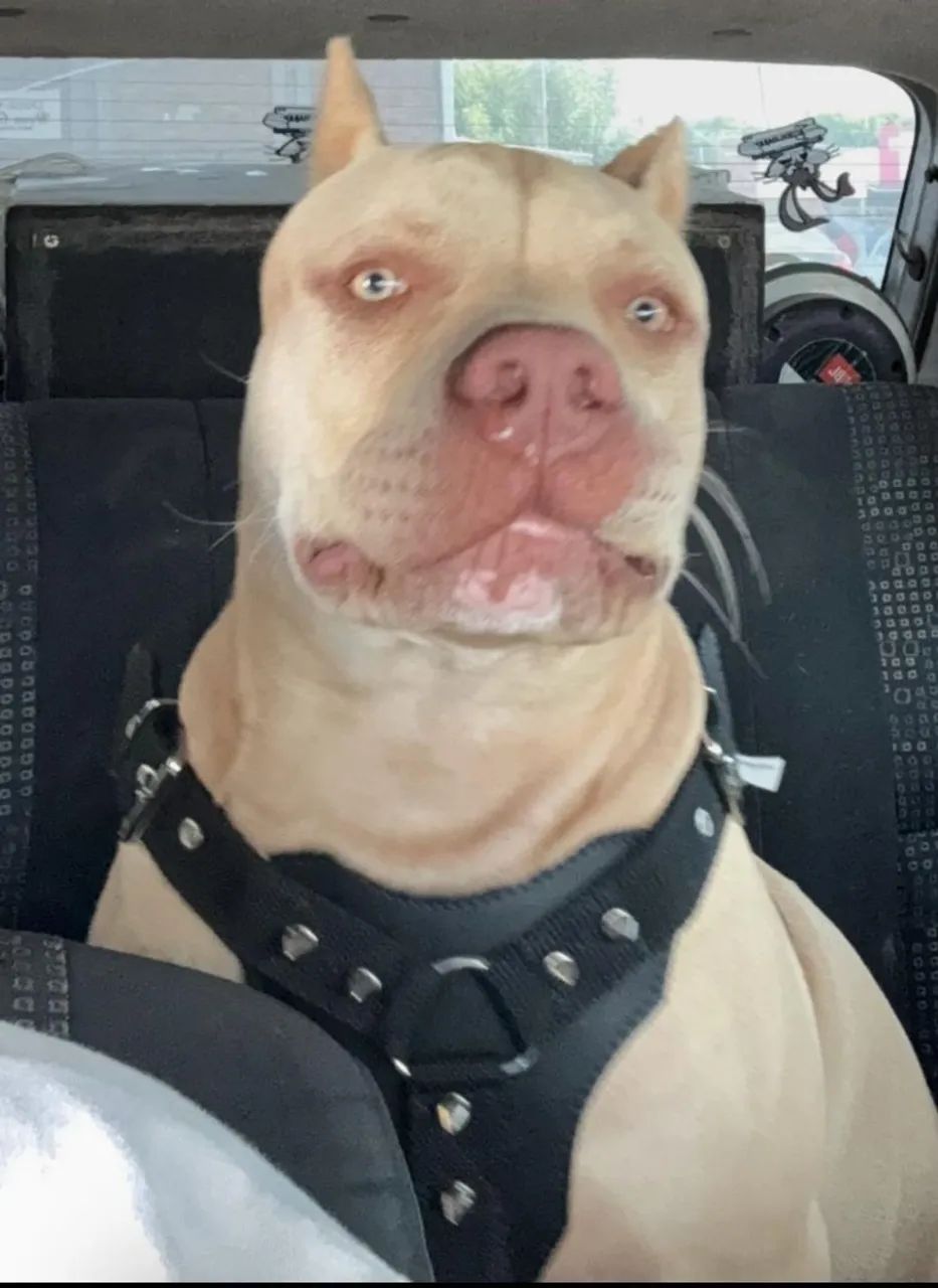 Filhotes de pitbull - Foto 4