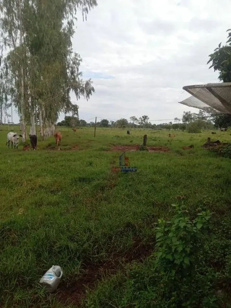 Sítio com 1 dormitório à venda, 363000 m² - Sumaúma - Urupá/RO - Foto 5