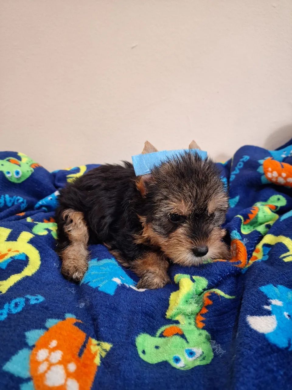 Yorkshire Terrier micro - Foto 3