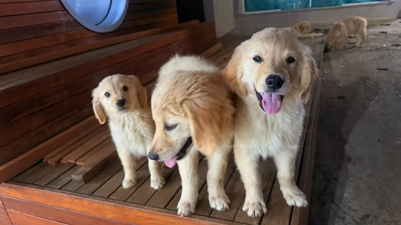 Golden retriever 