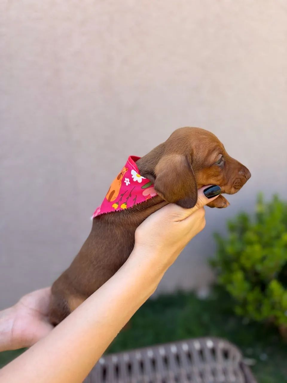 Fêmea dachshund dourada  - Foto 3