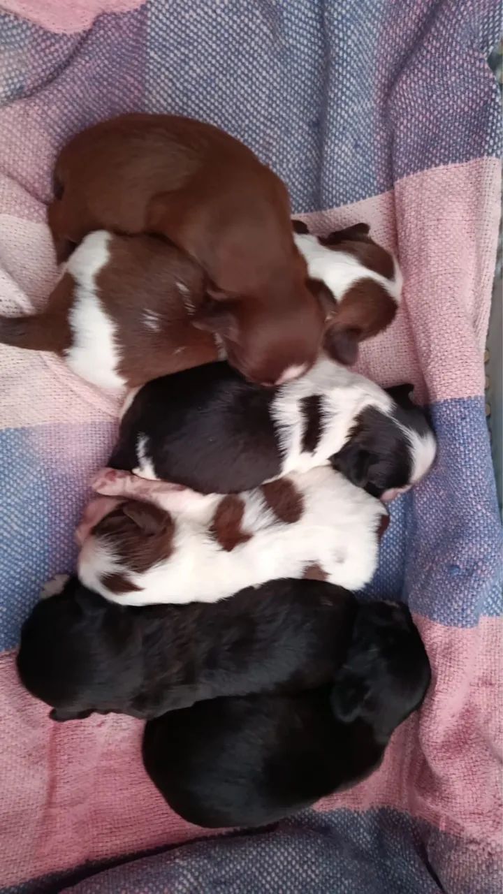 Shi-tzu