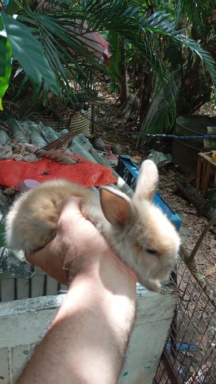 Coelho da Raça Lion Filhote - Foto 6