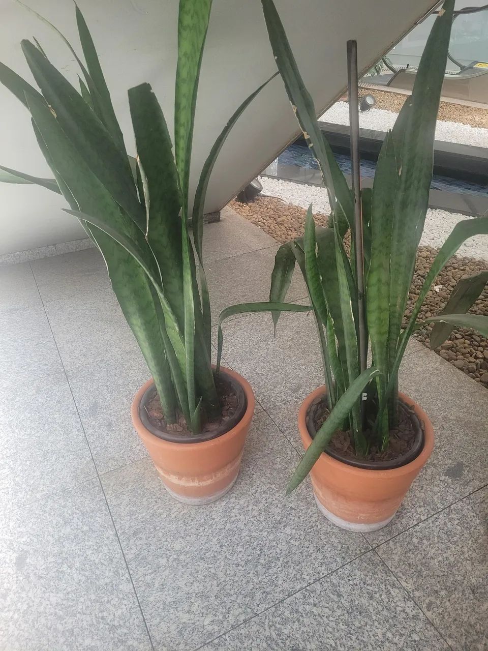 Vasos de plantas - Foto 4