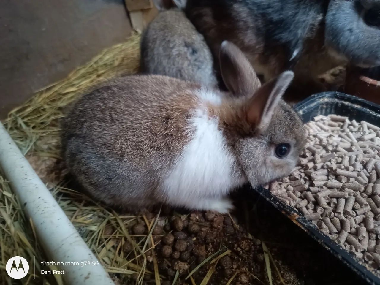 Coelho Netherland Dwarf Mini - Foto 5