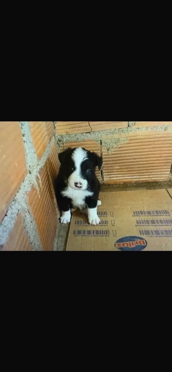 Bander collie  - Foto 3