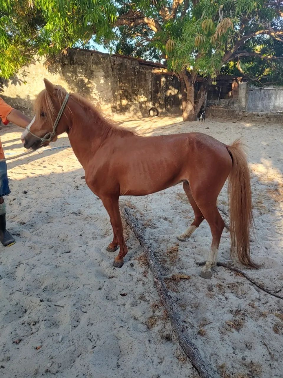 Cavalo PÔNEI (alazão)