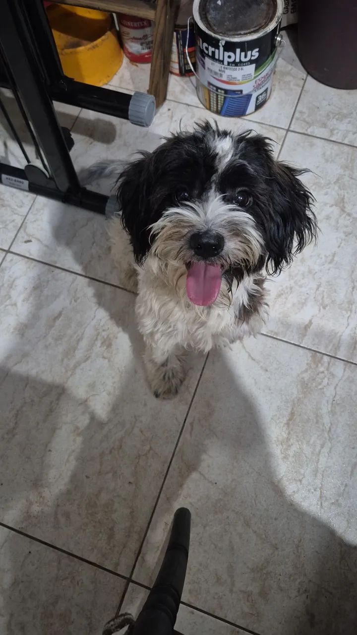 Mestiço de Shihtzu