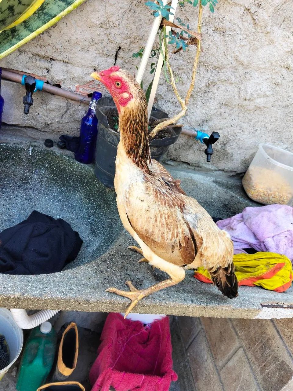 Galo e galinha 