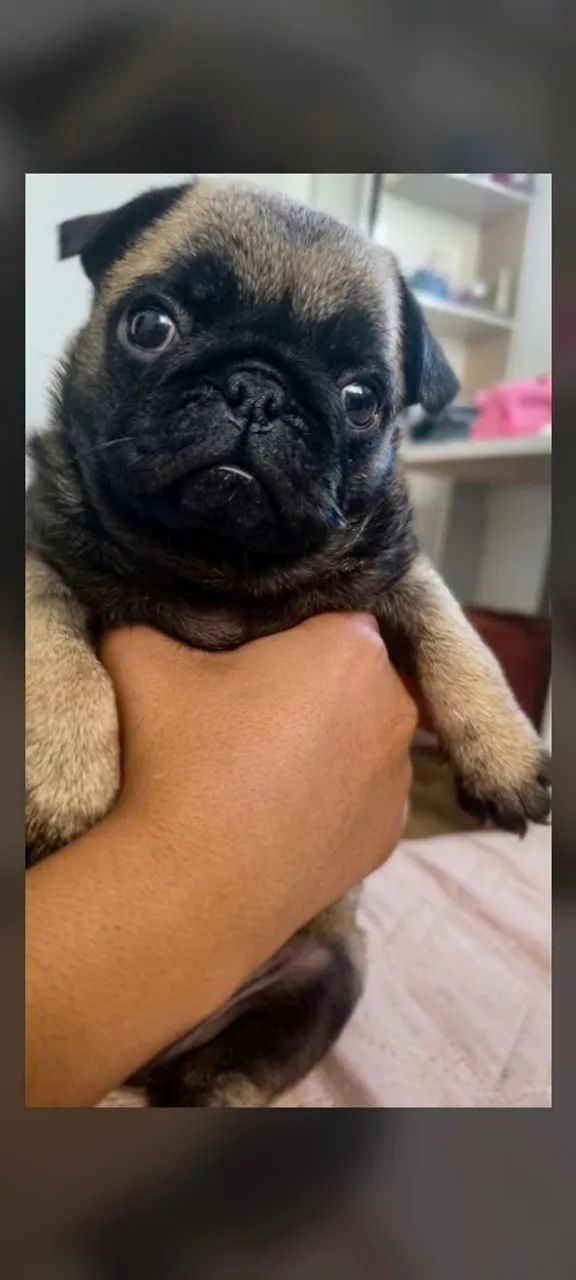 Pug