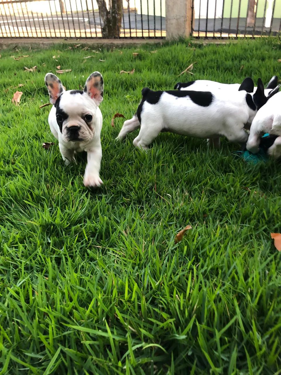 Animal - Foto 2