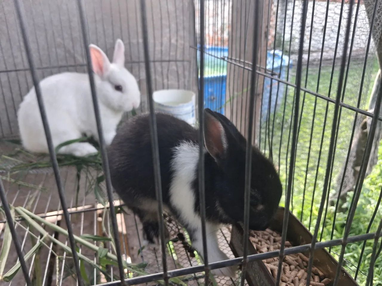 Mini Coelhos Netherland 