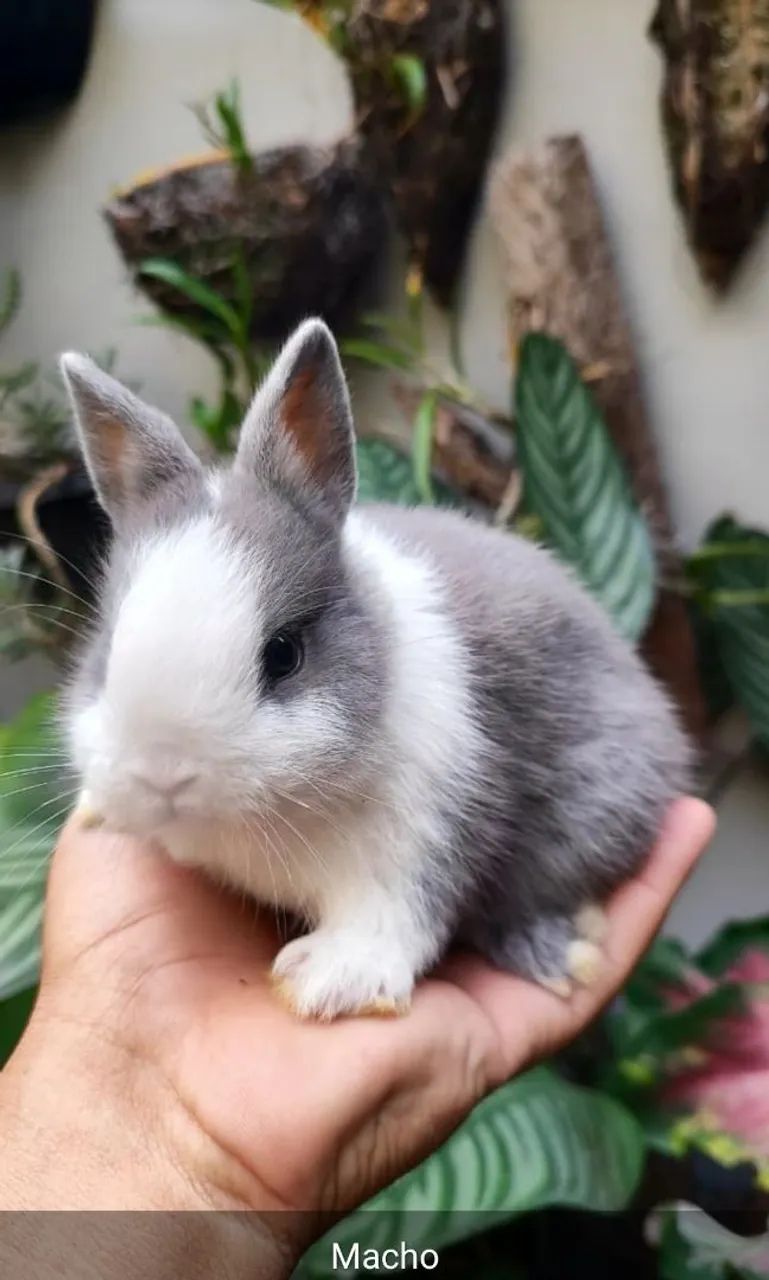 Coelho Anão filhotes e adultos Mini dwarf Netherlands. Mais de 20 cores para escolha! - Foto 3