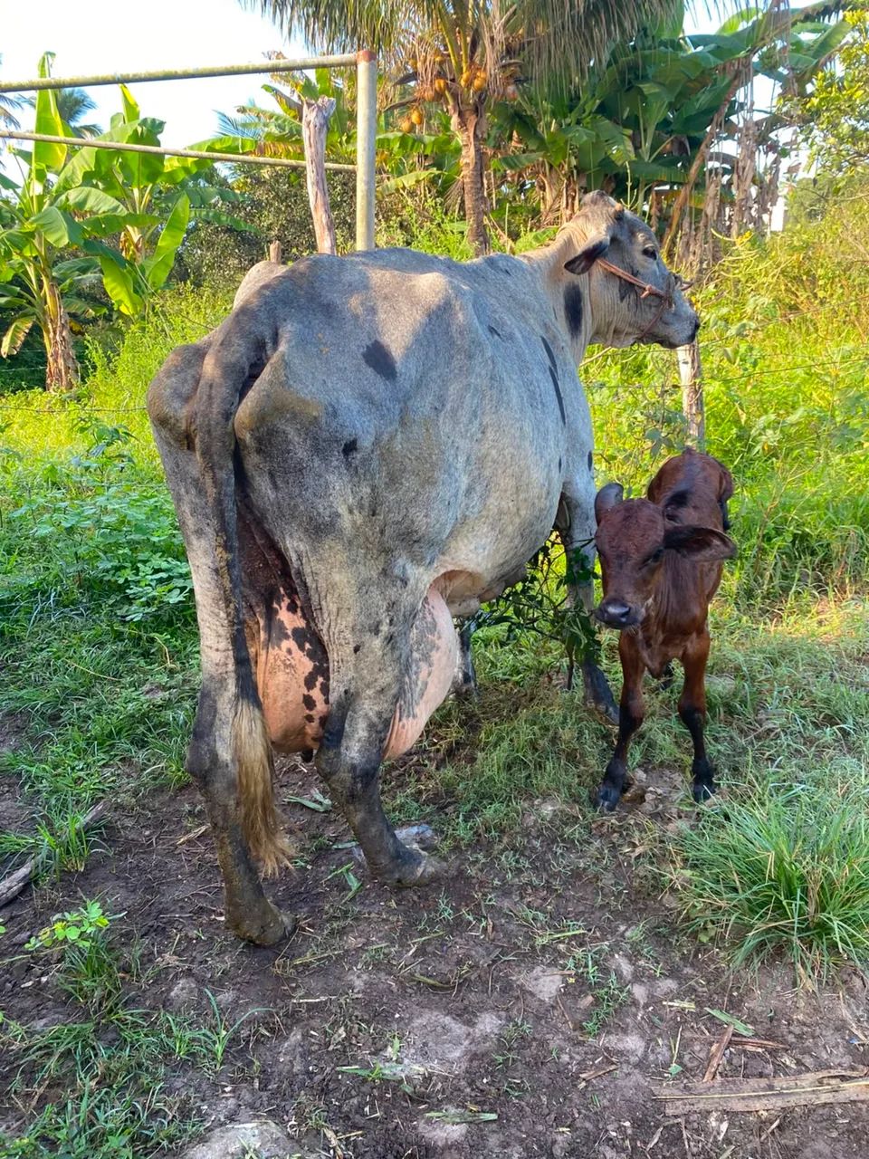 Vendo vaca de leite muito boa  - Foto 3