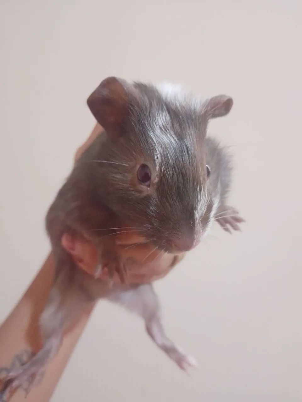 Animais - Foto 4
