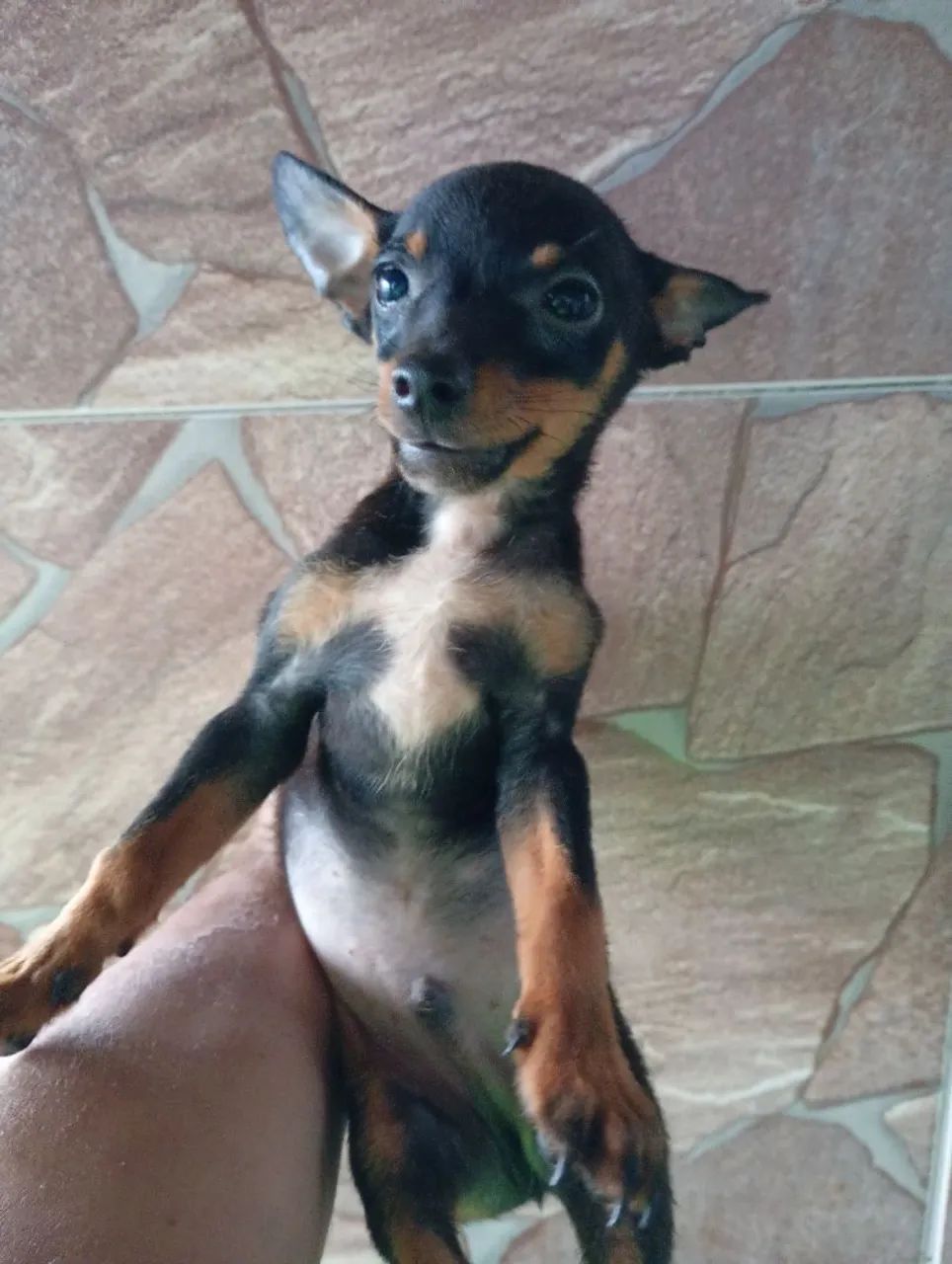 Pinscher Filhotes  - Foto 3