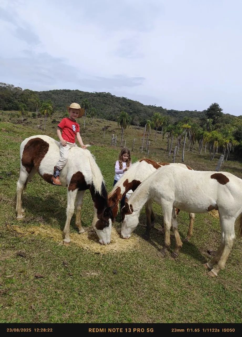 Potros Paint Horse  - Foto 5