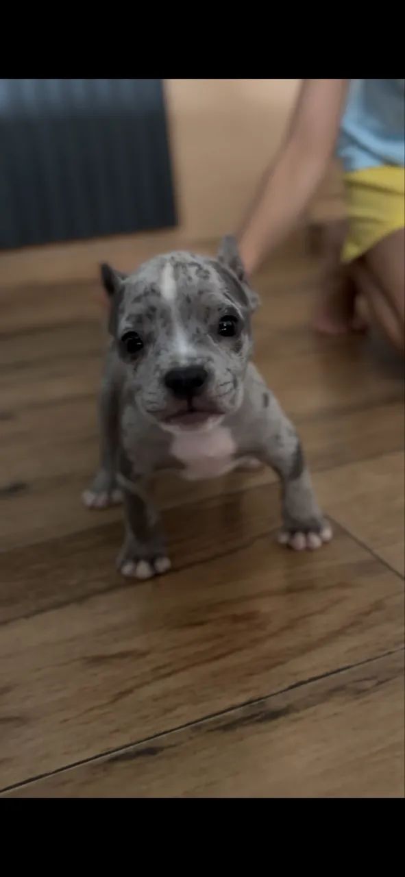 American bully  - Foto 4