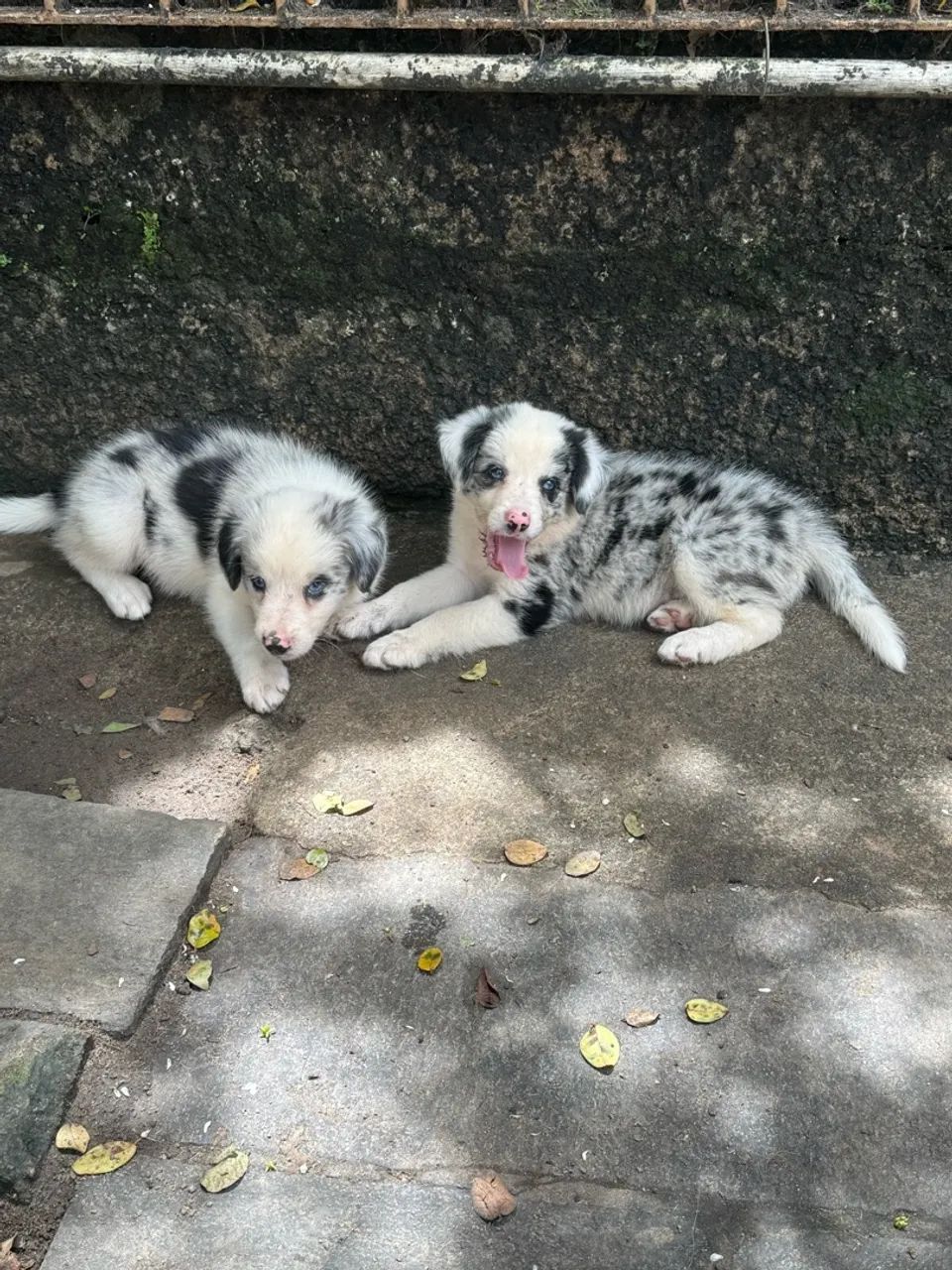 Border collie com pedigree CBKC  - Foto 2