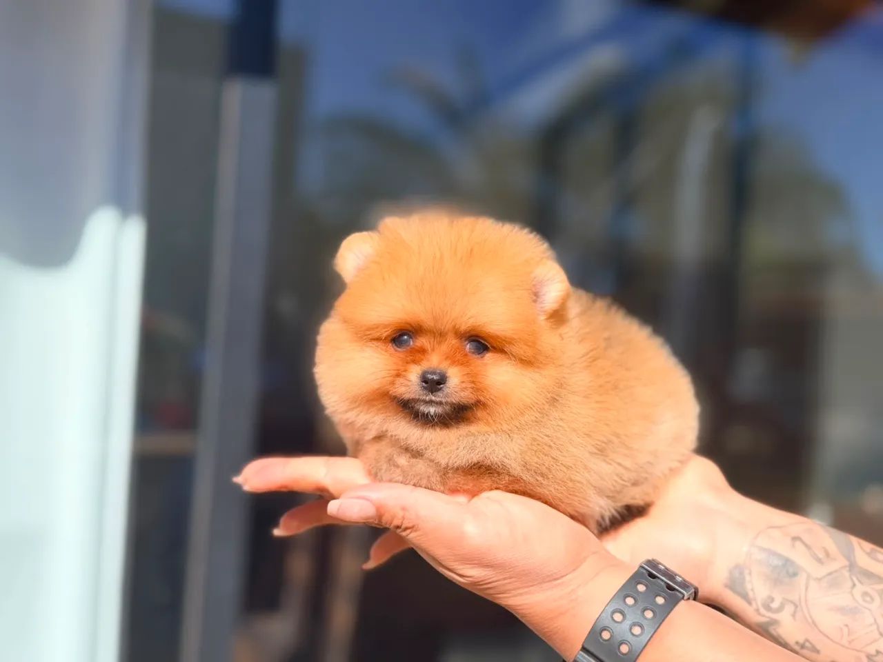 Spitz alemão  - Foto 4