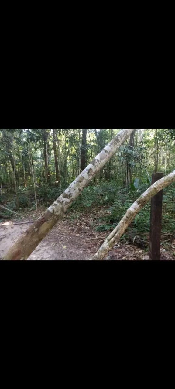 Lindo terreno com igarapé em alter do chão  - Foto 4