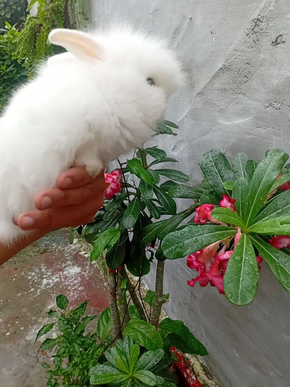 Coelho mini  - Foto 3