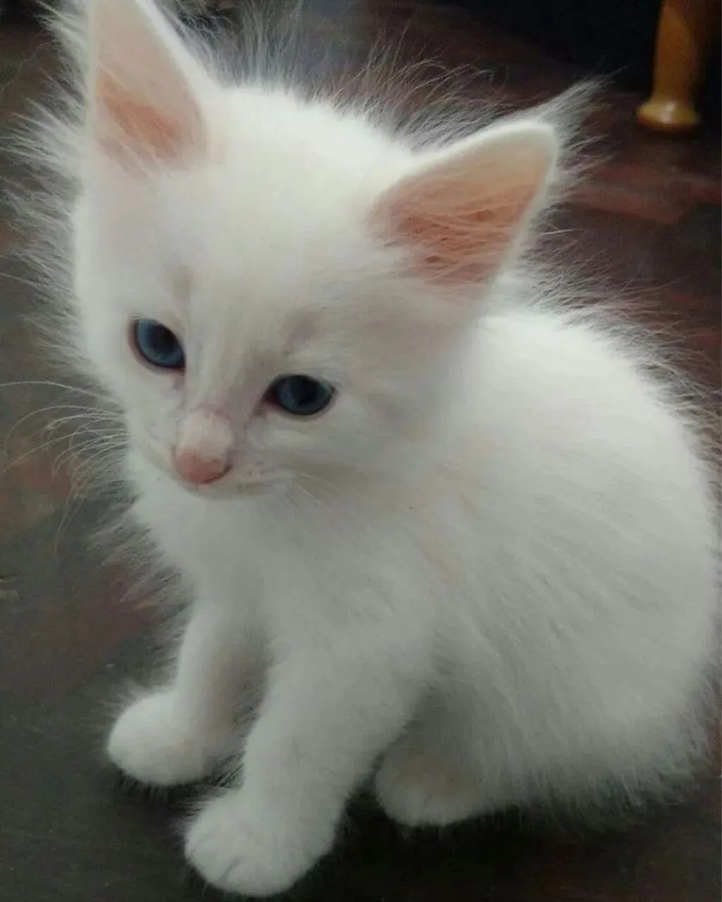 Gatinha angorá branca olhos azuis 