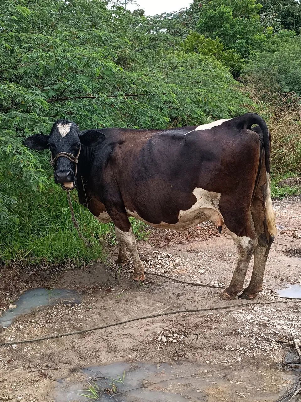 Vaca 