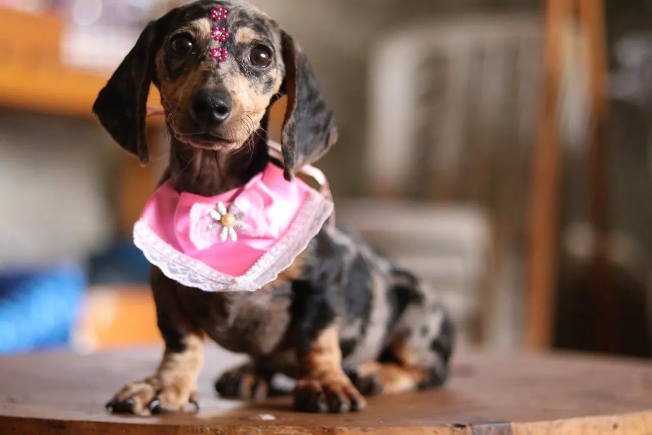 Dachshund PARCELAMOS ***