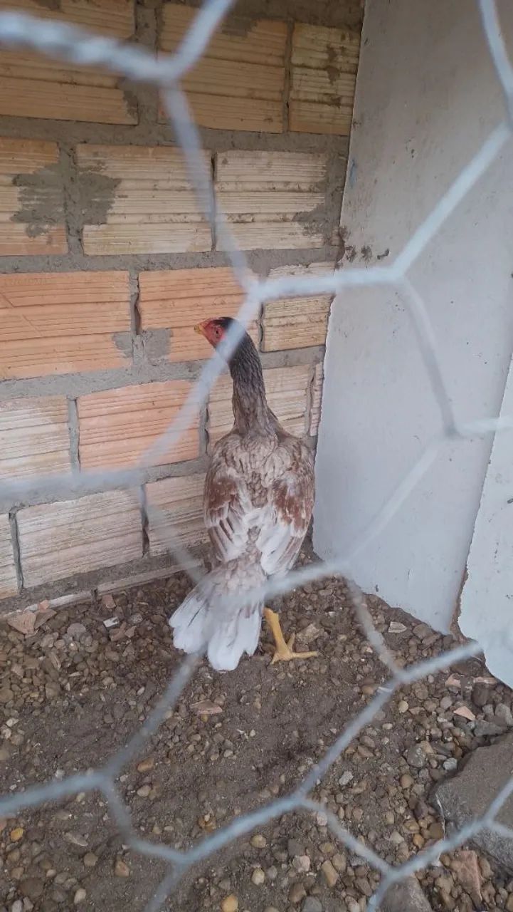 Franga carioca  - Foto 2
