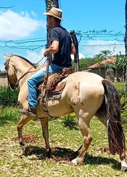 Cavalo crioulo  - Foto 2