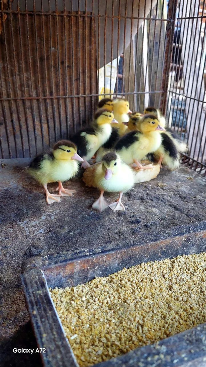 Patos