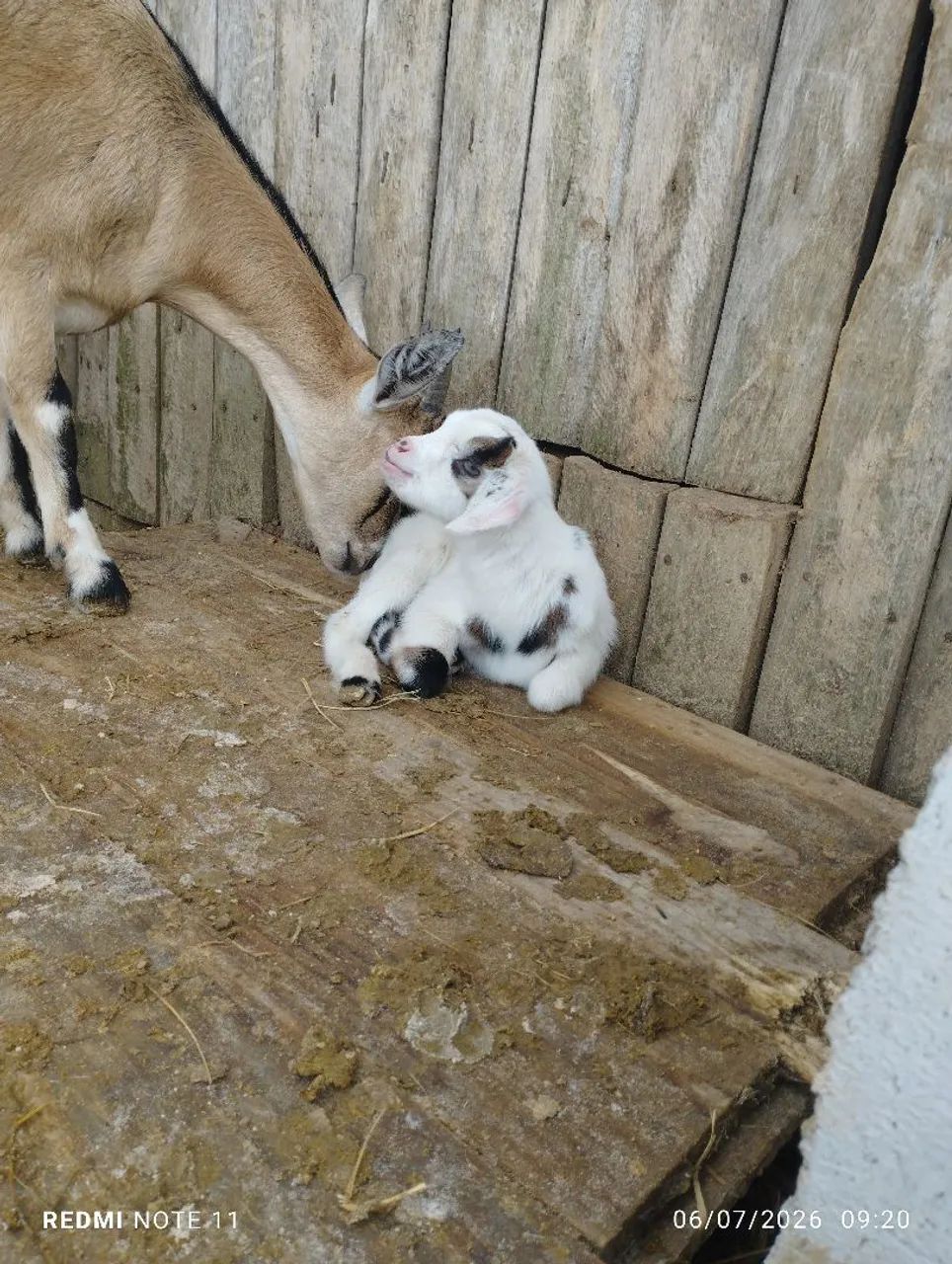 Mini cabrito Machinho  - Foto 3