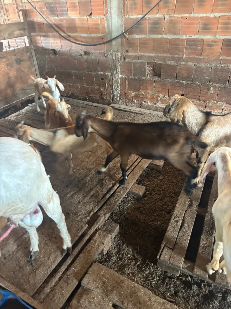 Cabrito e cabrita  - Foto 3