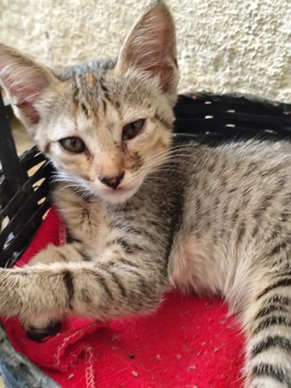 Doação de gato Rio de Janeiro  - Foto 4